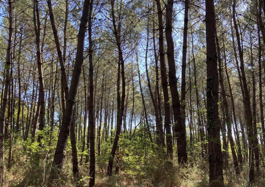 Forêt de production dans les Landes