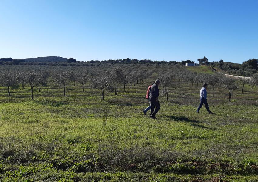 Oliveraie dans la région de l'Alentejo au Portugal