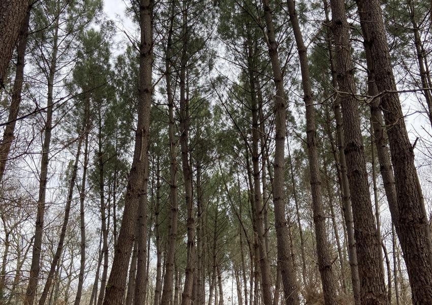 Propriété forestière en Gironde