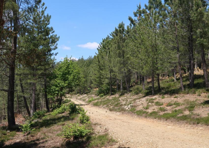 Forêt de Production en Ardèche