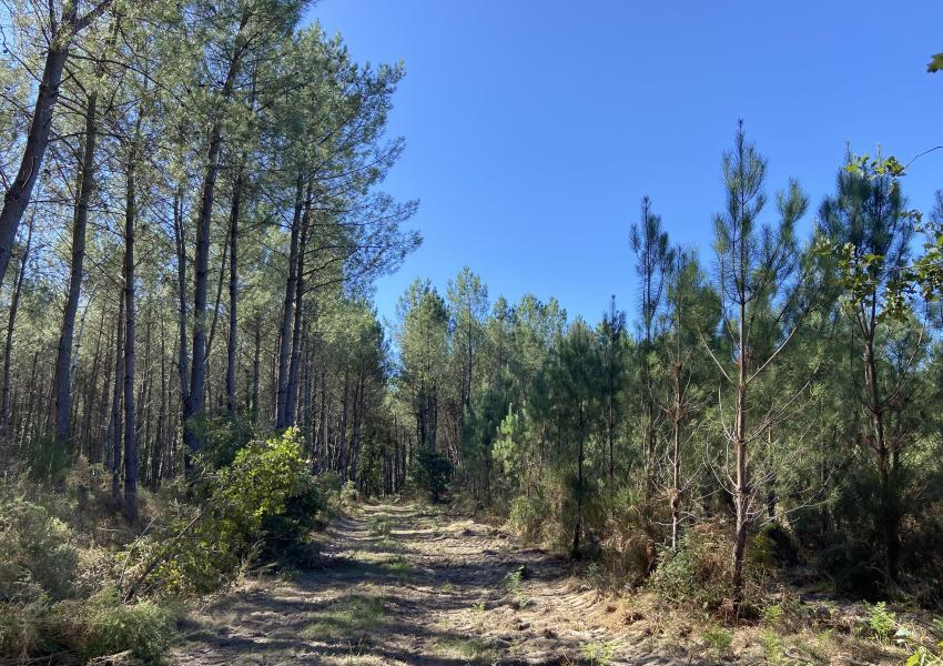 Forêt de production dans les Landes
