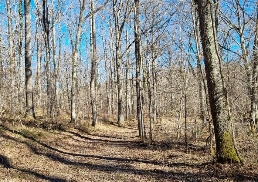 Forêt de Chênes proche de Toulouse