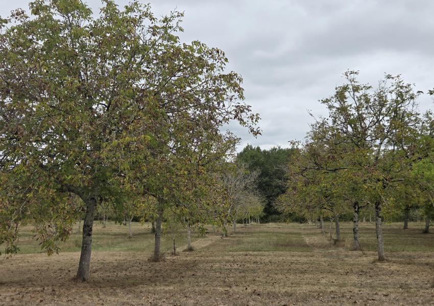 Propriété agricole et forestière proche de Saint-Émilion