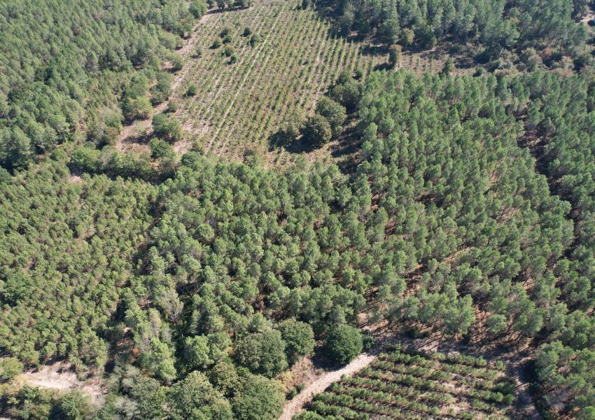Forêt de production dans les Landes