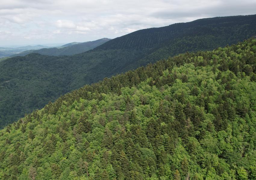 Forêt Mixte en Ariège