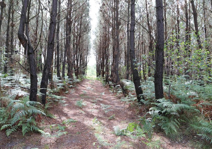 Parc de chasse en Charente-Maritime