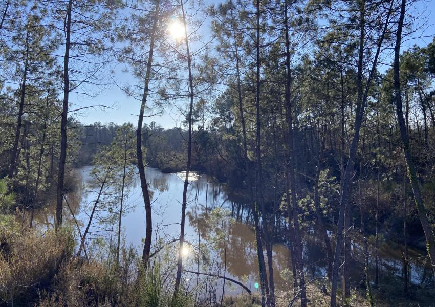 Forêt de production et sa zone humide en Gironde