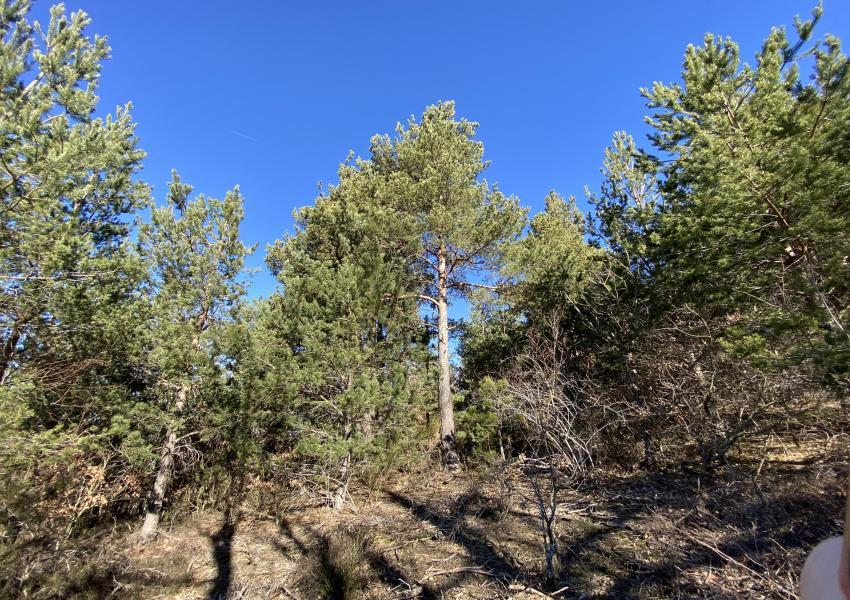 Forêt à haute valeur environnementale en Haute-Loire