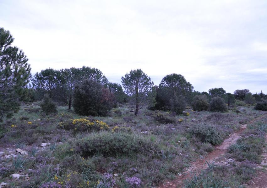 Plateau dans le cœur de l'Hérault