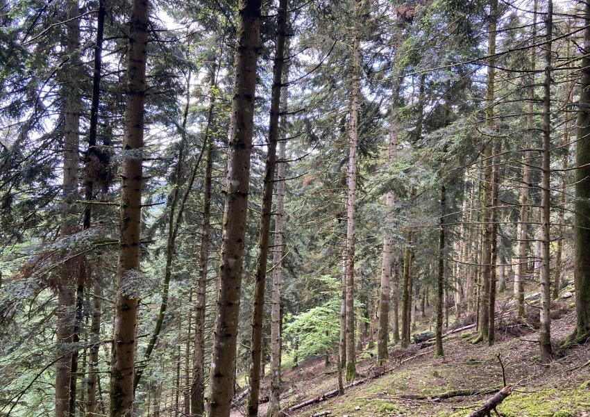 Forêt Mixte en Ariège