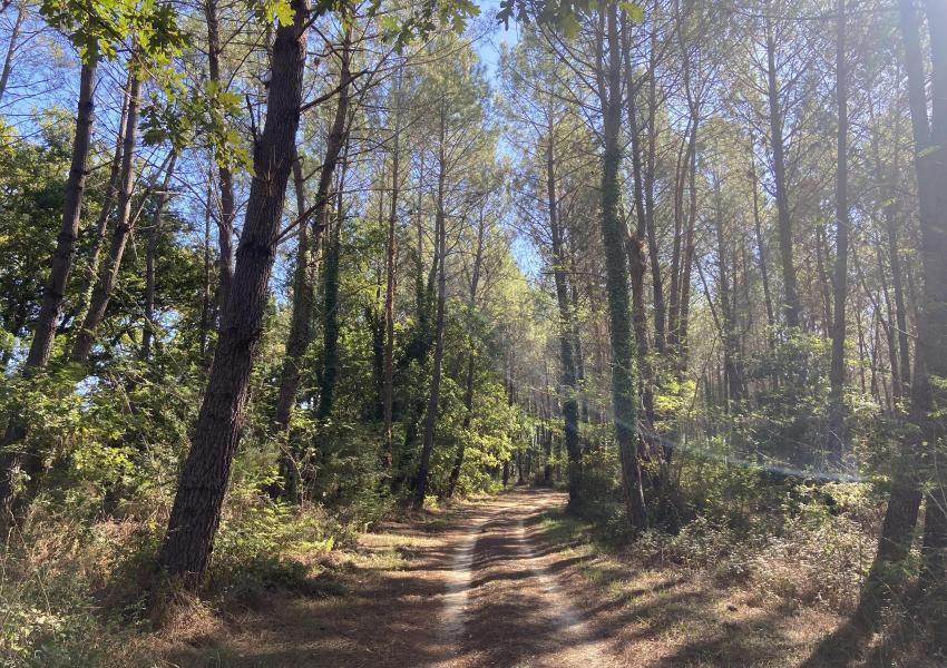 Forêt de production dans les Landes