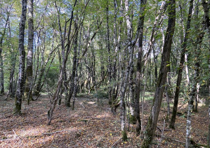 Propriété clôturée avec bâtis en Dordogne