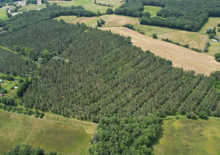 Forêt de production dans Le Lot-et-Garonne