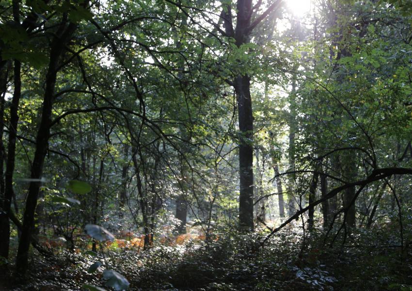 Propriété forestière en Sologne Bourbonnaise