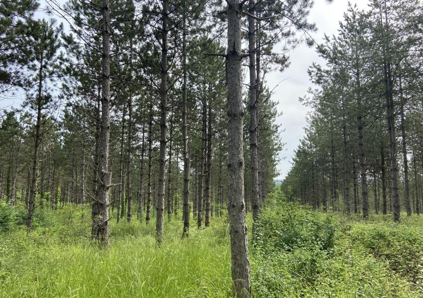 Forêt de production dans Le Lot-et-Garonne