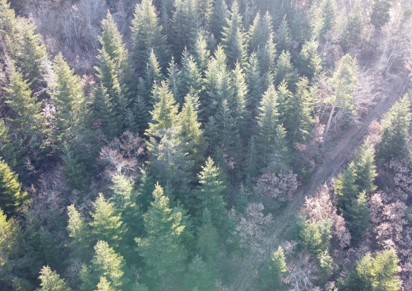 Forêt à haute valeur environnementale en Haute-Loire