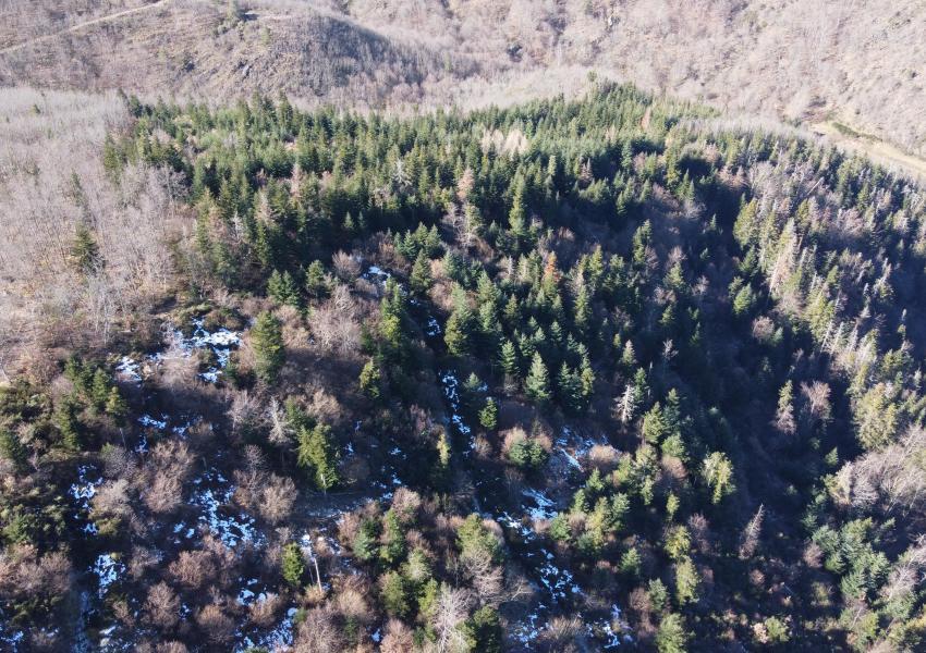 Forêt de production en Haute-Loire