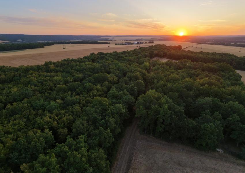Forêt de production dans l'Yonne
