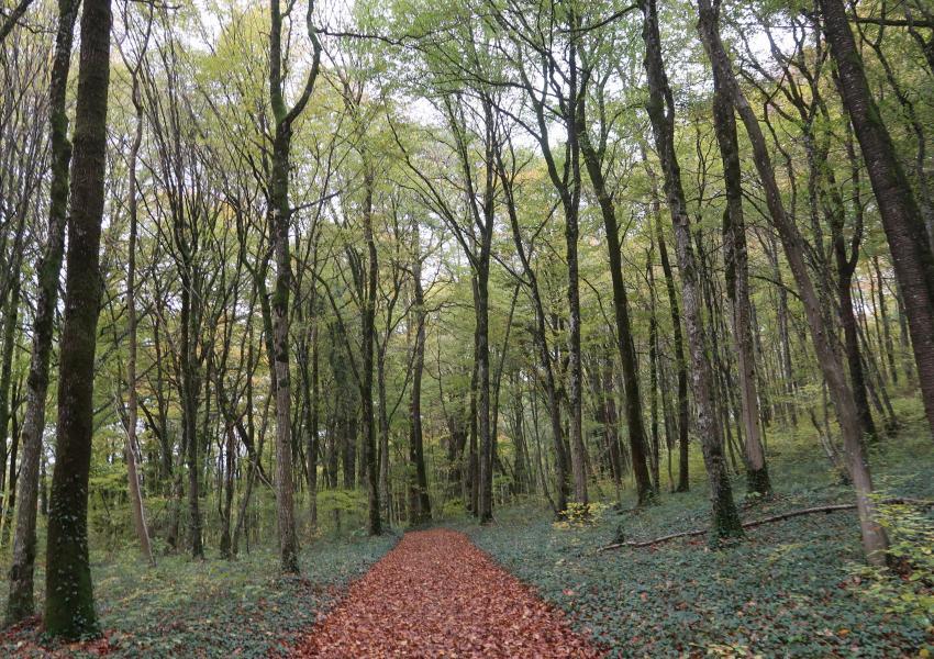 Hêtraie en Meurthe-et-Moselle