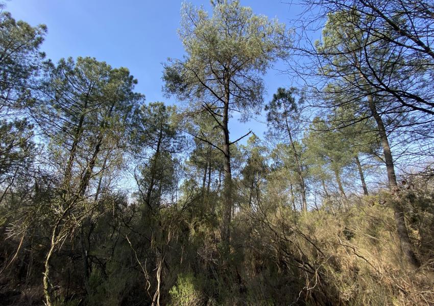 Propriété forestière dans le Parc Naturel Loire-Anjou-Touraine