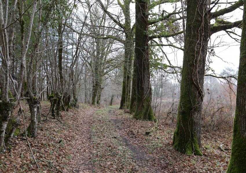 Domaine forestier avec bâtis en Dordogne