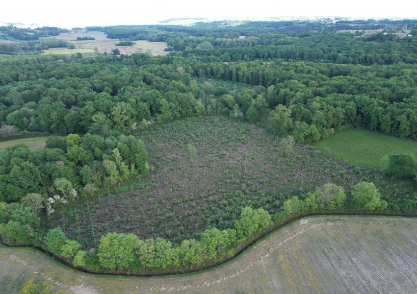 Peupleraie dans les Landes de Chalosse