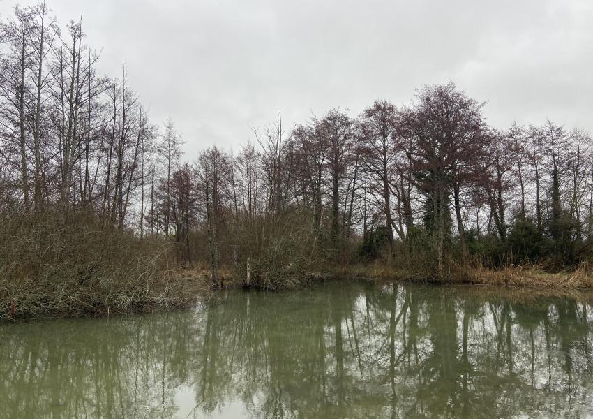 Étang avec hutte de chasse dans La Marne
