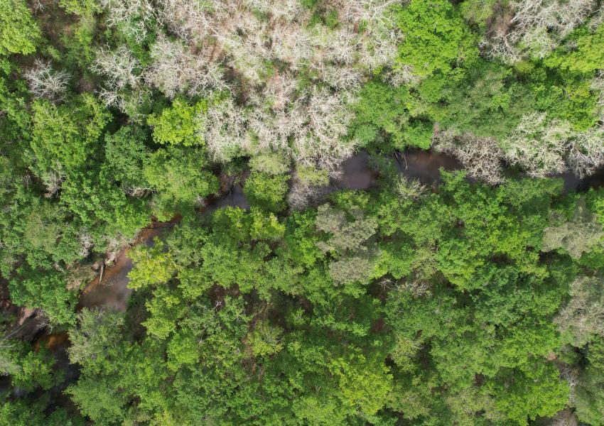 Forêt de Pins Maritimes dans Les Landes