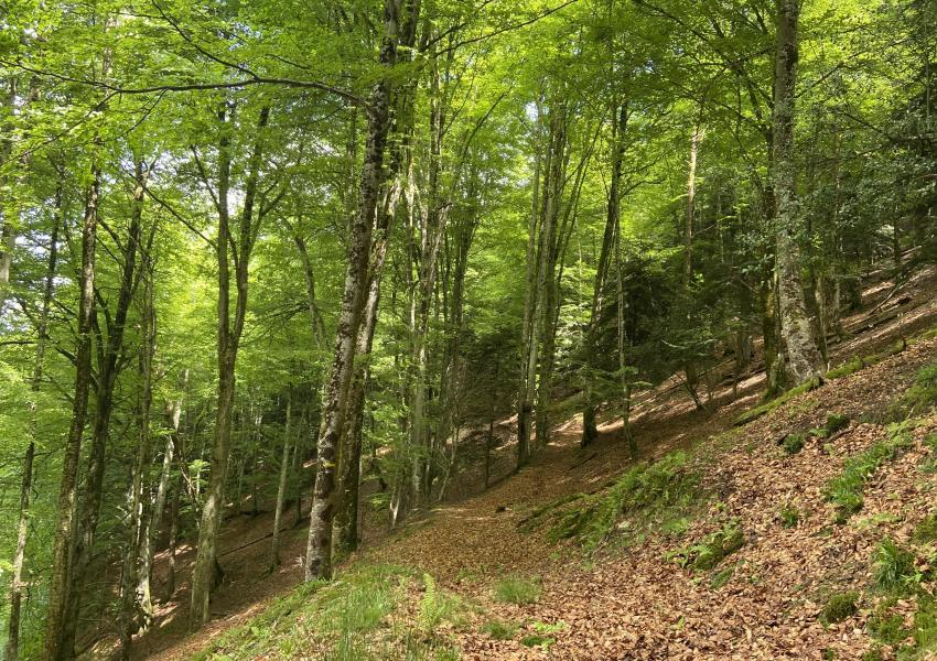 Forêt Mixte en Ariège