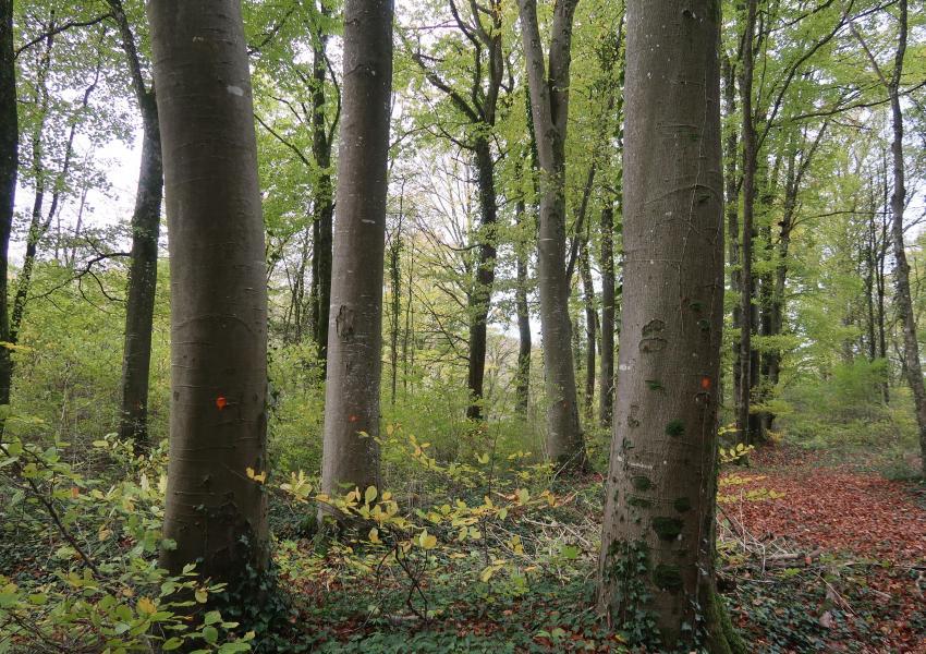 Hêtraie en Meurthe-et-Moselle