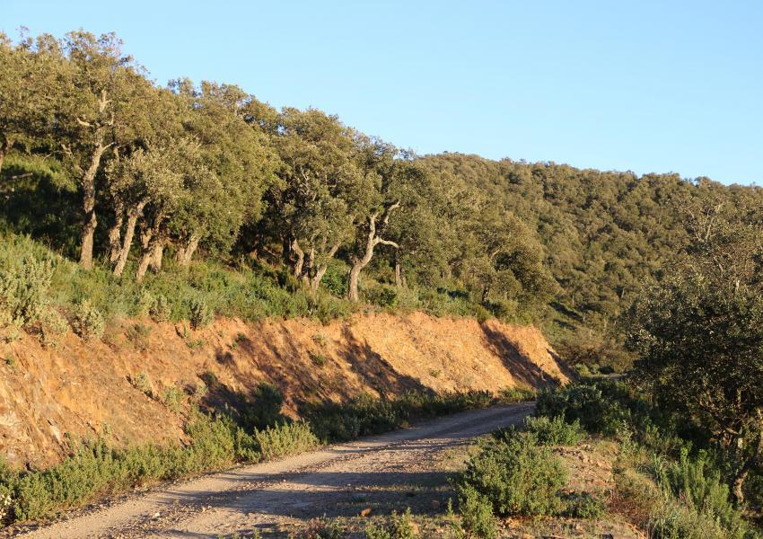 Massif forestier méditerranéen de 404 hectares