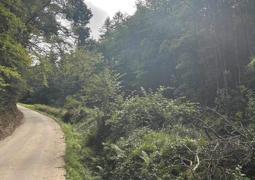 Forêt de production en Bretagne