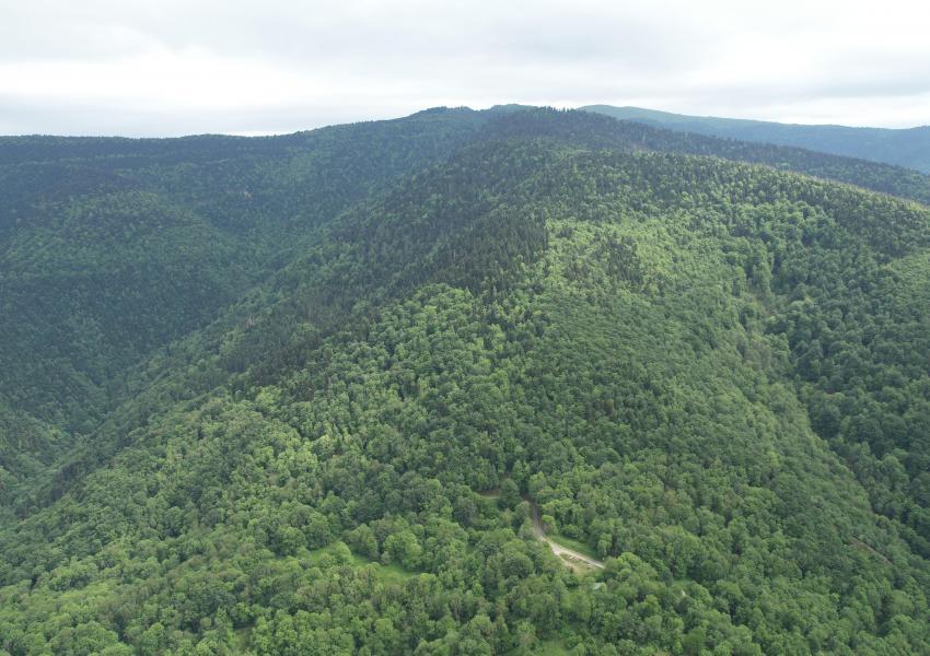 Forêt Mixte en Ariège