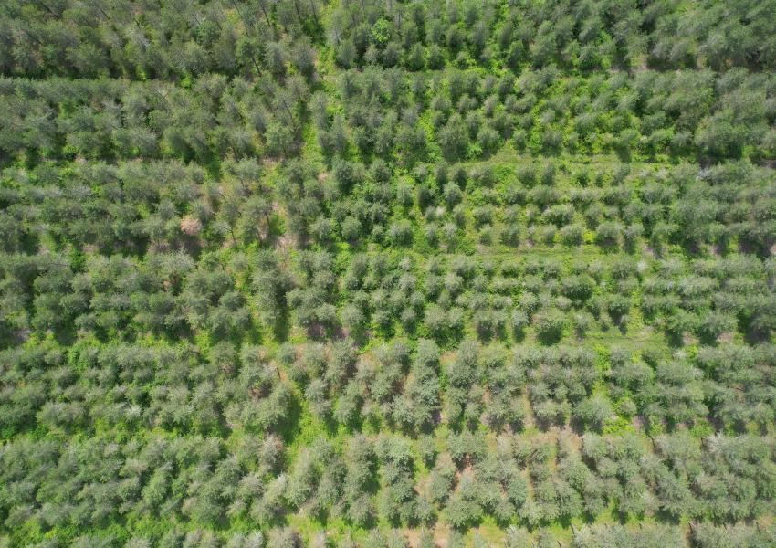 Forêt de production dans Le Lot-et-Garonne