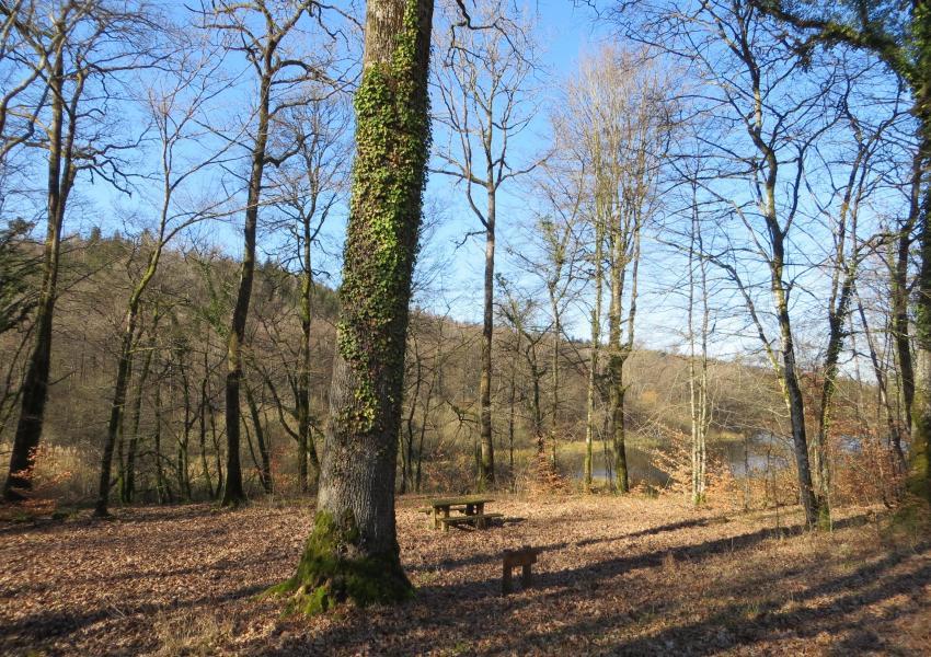 Propriété forestière avec étang