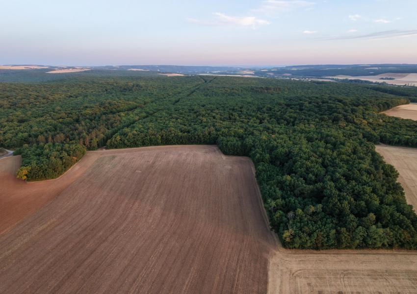 Forêt de production dans l'Yonne