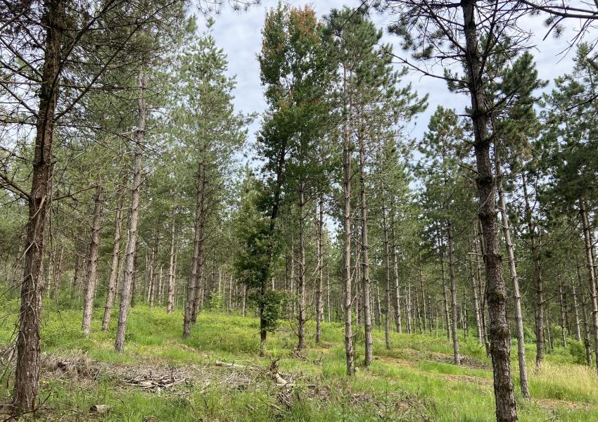 Forêt de production dans Le Lot-et-Garonne
