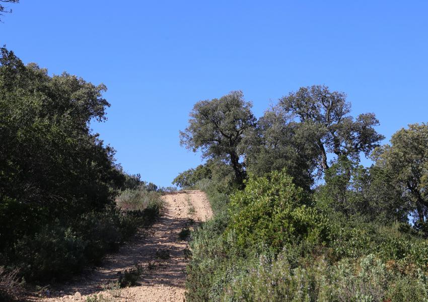 Massif forestier méditerranéen de 404 hectares