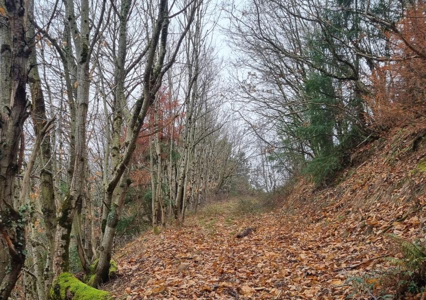 Domaine forestier en Aveyron