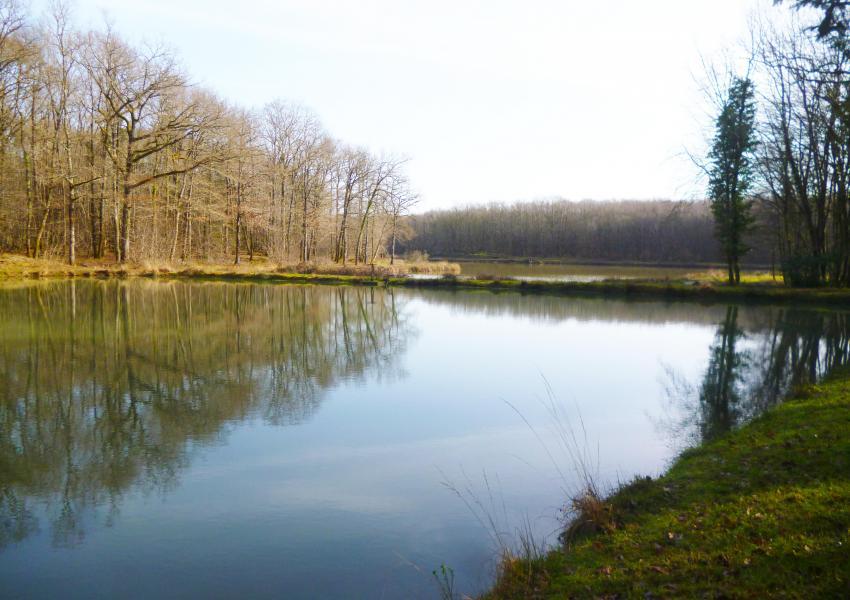 Propriété rurale avec bâtis en Charente