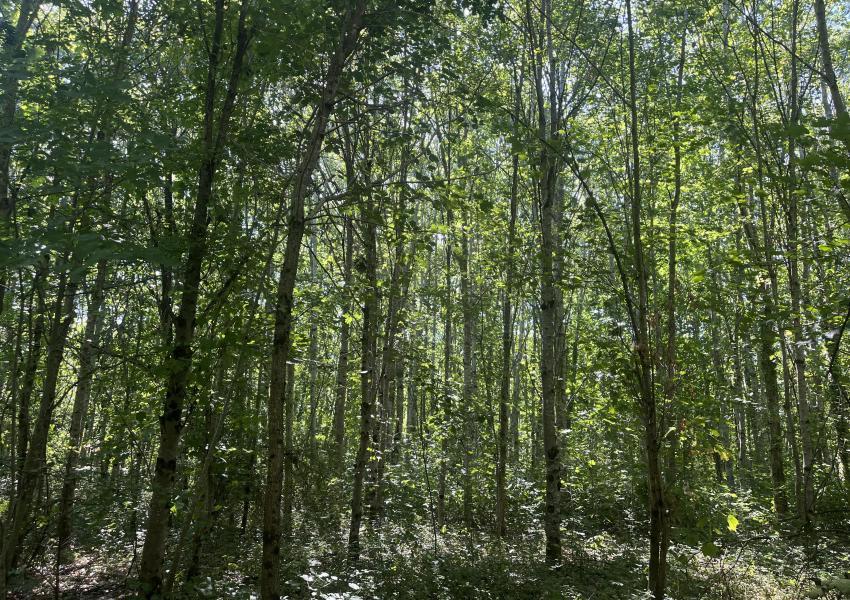 Domaine agricole et forestier proche de Clermont-Ferrand