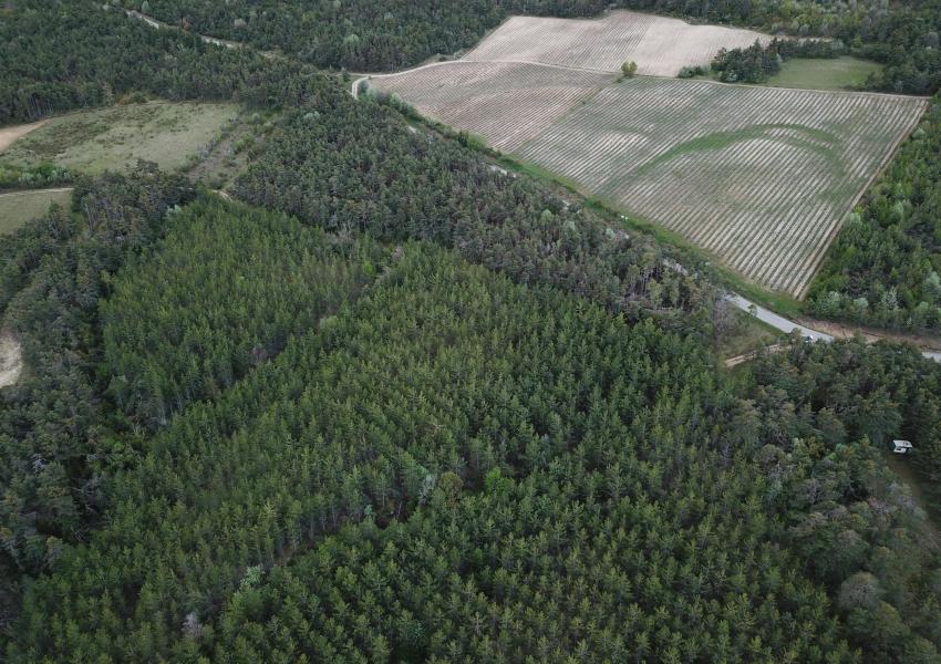 Forêt de production au cœur des Baronnies