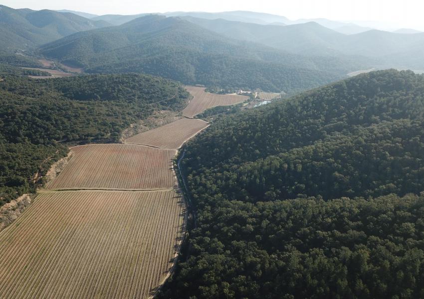 Forêt de production de chêne Liège à vendre dans le département du VAR.