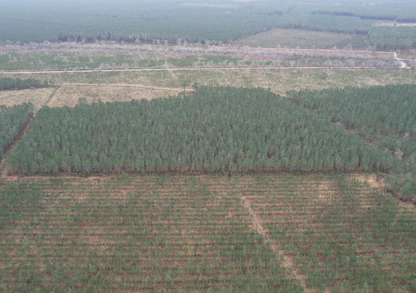 Forêt de Pin Maritime vers Bordeaux