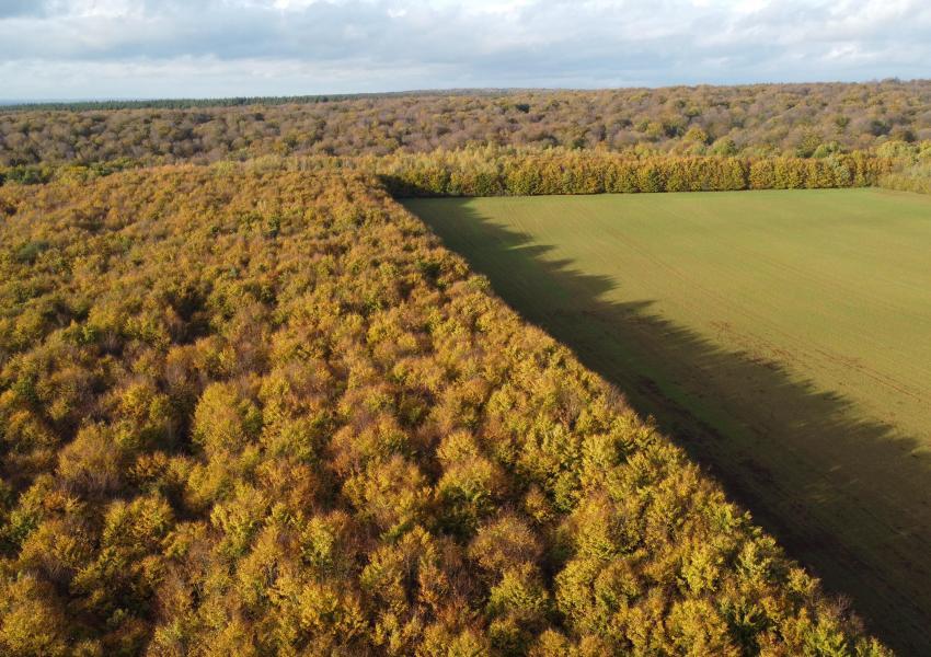 Plantation feuillues en Meuse