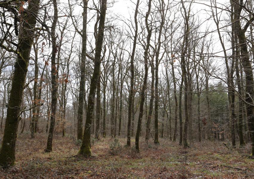 Domaine forestier avec bâtis en Dordogne