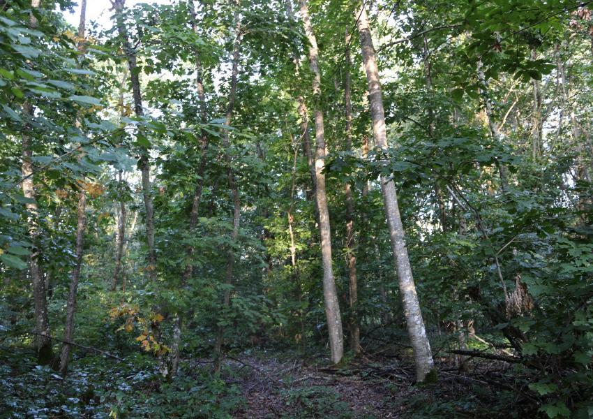 Propriété forestière en Sologne Bourbonnaise