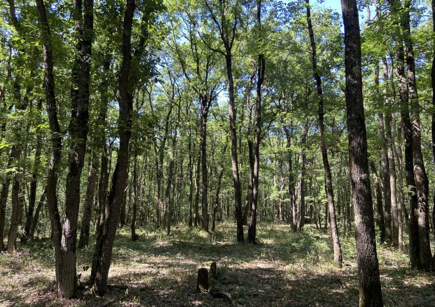 Propriété Forestière aux portes de Toulouse