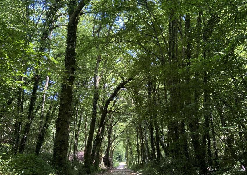 Propriété forestière dans le Lot-et-Garonne