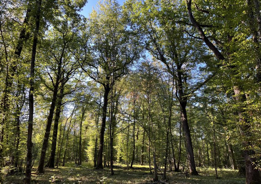 Forêt de production dans l'Yonne